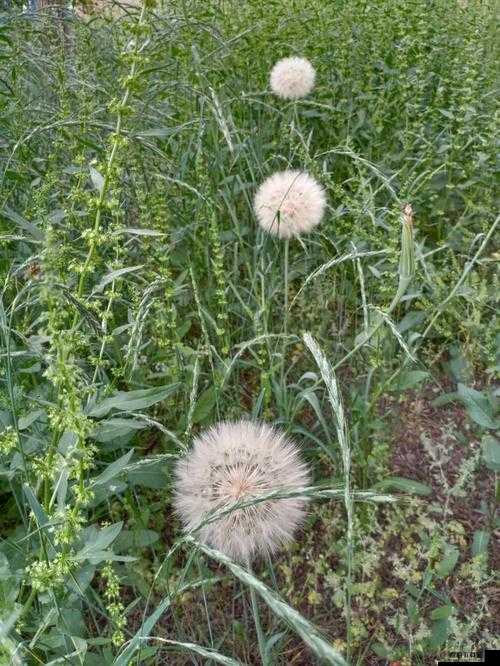 江湖悠悠蒲公英植物手册