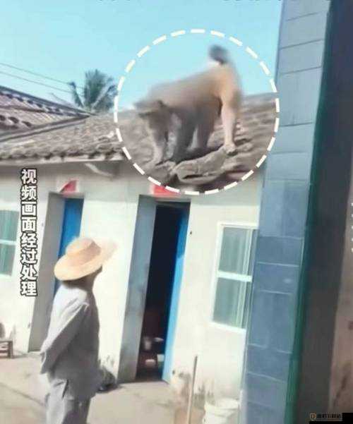 两人生猴子全程无被子：禁忌的爱情故事