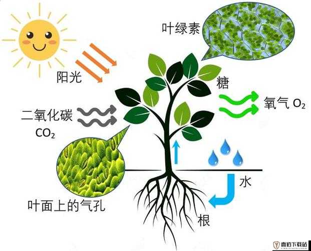 禁闭求生中的植物奥秘：全面解析植物在生态系统中的作用与贡献